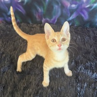 adopt-pet
