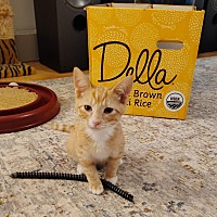 adopt a pet