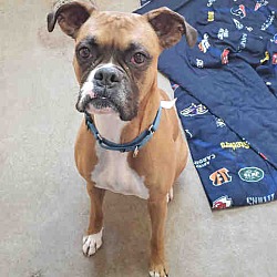 Puppies For Sale In Las Vegas New Mexico Adoptapet Com