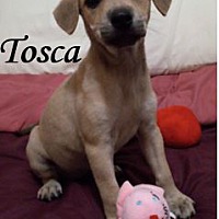 Photo of Tosca
