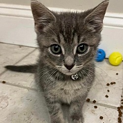 Photo of Tommy Shelby (cute grey tabby kitten)