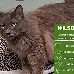 Photo of Wilson