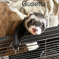 Photo of Gusetta