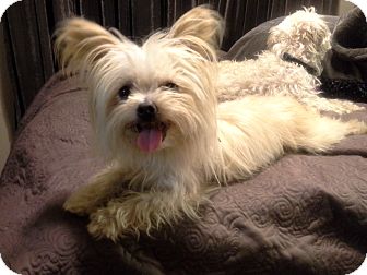 silky terrier maltese mix