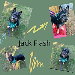 Thumbnail photo of Jack Flash #2