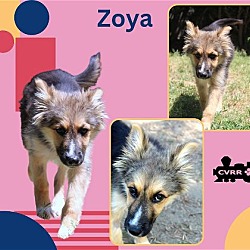 Photo of Zoya (Puppy)