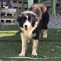 adopt-pet