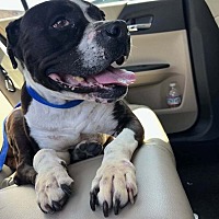 adopt a pet