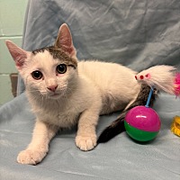 adopt a pet