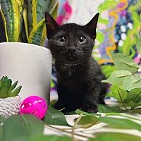 adopt a pet