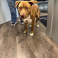 adopt a pet