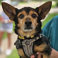 adopt a pet