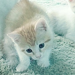 Thumbnail photo of Orange and White kittens #2