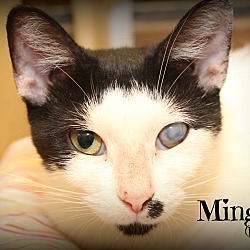 Thumbnail photo of Ming #2
