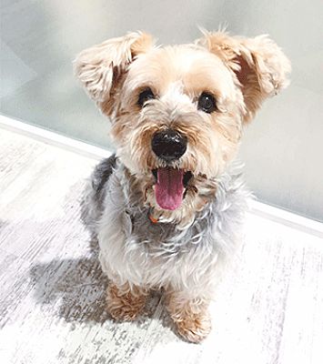 Castro Valley Ca Yorkie Yorkshire Terrier Meet Yoki A Pet For