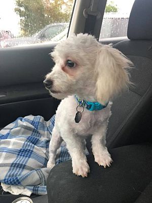 Salt Lake City Ut Bichon Frise Meet Monroe A Pet For Adoption