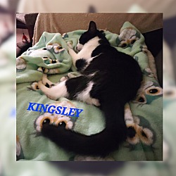 Thumbnail photo of Kingsley #3