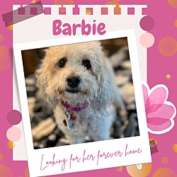 Photo of Barbi