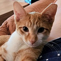 adopt-pet