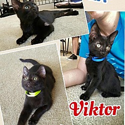 Thumbnail photo of Viktor #2