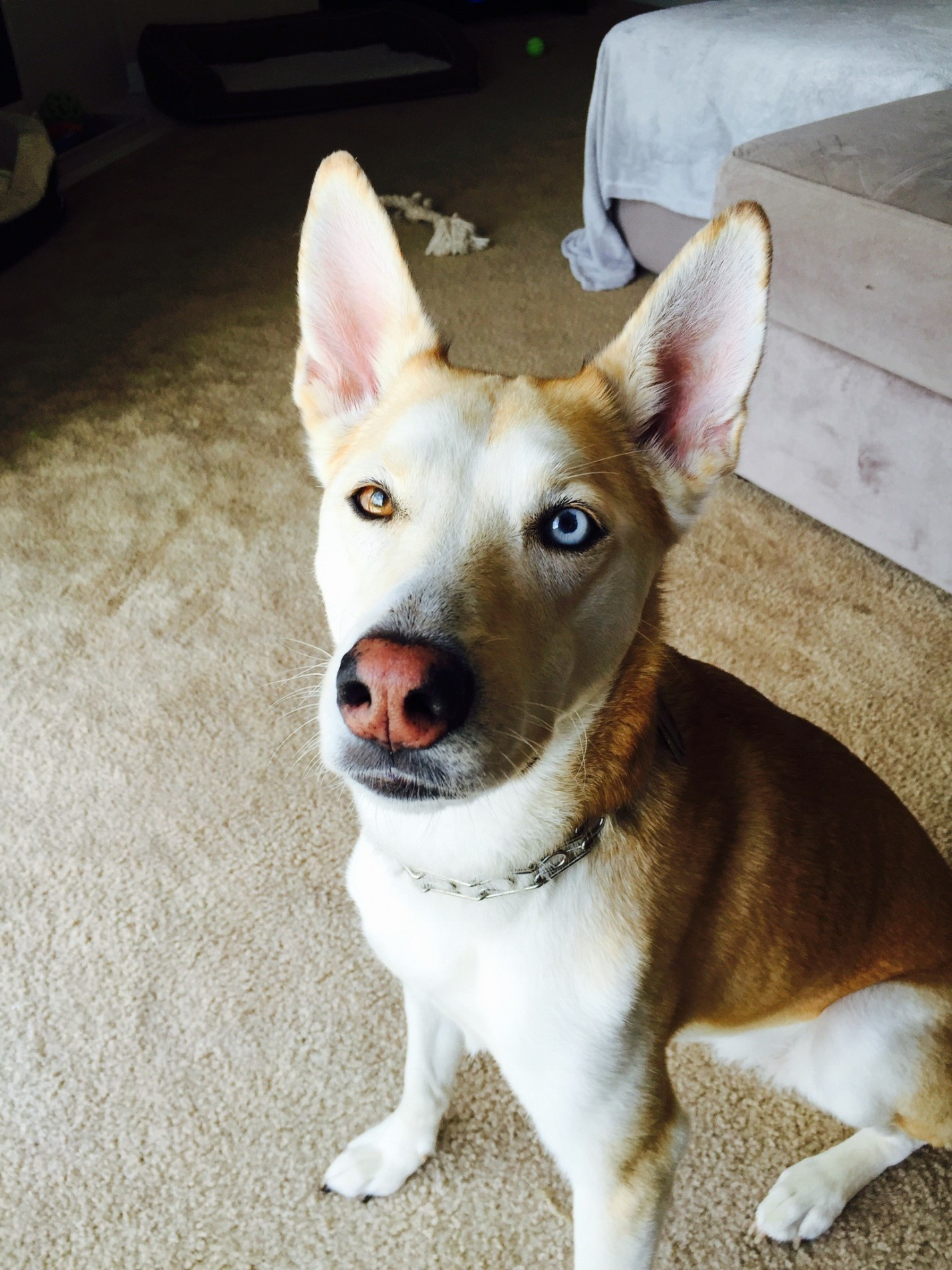 Pensacola Fl Shiba Inu Meet Stormy A Pet For Adoption