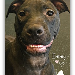 Thumbnail photo of Emmy #4
