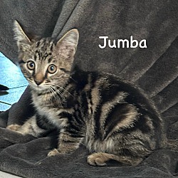 Photo of Jumba