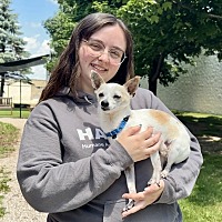 adopt a pet