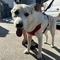 adopt a pet