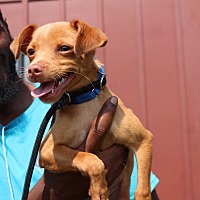 adopt a pet