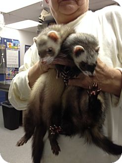 kong chew toys for puppies