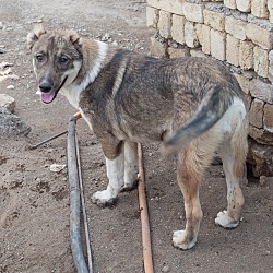 Thumbnail photo of Stella - Iran Pup #4