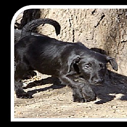 Thumbnail photo of Max-pending adoption #1