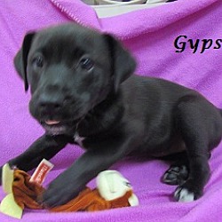 Thumbnail photo of Gypsy #3
