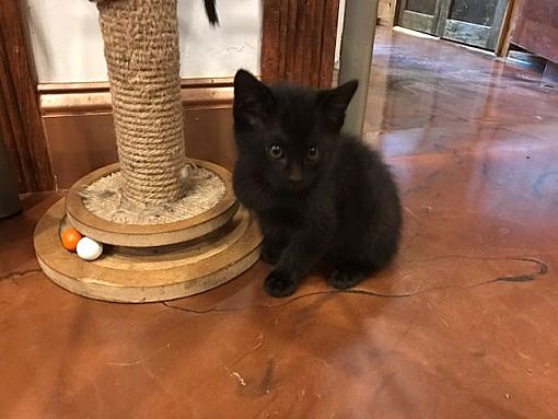 Grand Junction Co Domestic Shorthair Meet Black Babies A Pet