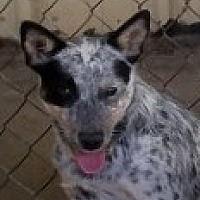 Adopted Pets At Tail Waggin All Breed Rescue In Gustine California Adoptapet Com Adoptapet Com