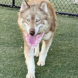 Photo of Nala