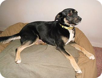 german shepherd feist mix