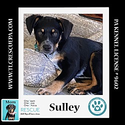 Photo of Sulley (Caryn's Monsters Inc Pups)  012724