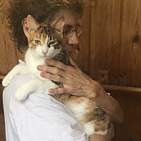 adopt a pet