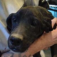 adopt a pet