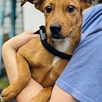 adopt a pet