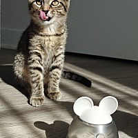 adopt a pet