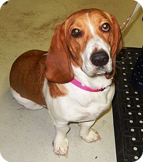 Great Lakes Basset Hounds Pet Breeder Manistique Michigan