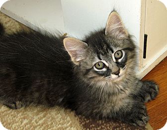 Kansas City Mo Maine Coon Meet Mystic A Pet For Adoption