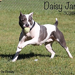 Thumbnail photo of Daisy Jane #4