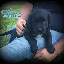 Thumbnail photo of Laz #1