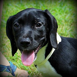 Thumbnail photo of Ripley ~ adopted! #4