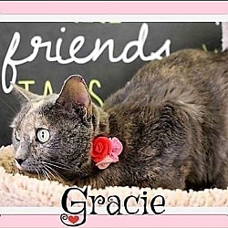 Thumbnail photo of Gracie #1