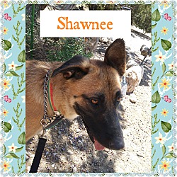 Thumbnail photo of Shawnee #2